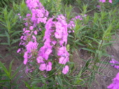 Флокс Арендса (Phlox Arendsii `Lilac Star`)