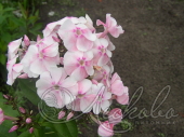 Флокс метельчатый (Phlox paniculata `Salmon Glow`)