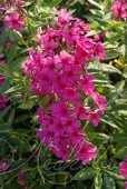 Флокс метельчатый (Phlox paniculata `Краса`)