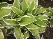 Хоста Форчуна (Hosta fortunei `Antioch`)