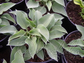 Хоста гибридная (Hosta х hybrium `Blue Boy`)