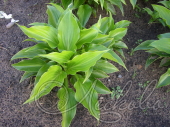 Хоста гибридная (Hosta х hybrium `Juli Moors`)