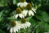 Эхинацея пурпурная (Echinacea purpurea `Alaska`)