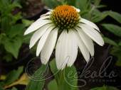 Эхинацея пурпурная (Echinacea purpurea `Alba`)