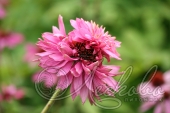 Эхинацея пурпурная (Echinacea purpurea `Double Decker`)