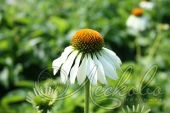 Эхинацея пурпурная (Echinacea purpurea `White Swan`)