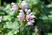 Яснотка пятнистая (Lamium maculatum `Pink Pewter`)