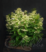 Гортензия метельчатая (Hydrangea paniculata `Dharuma`)