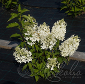 Гортензия метельчатая (Hydrangea paniculata `Dolly`)