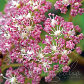 Гортензия древовидная (Hydrangea arborescens `Pink Pincushion`)