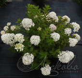 Гортензия метельчатая (Hydrangea paniculata `Bombshell`)