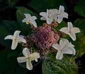 Гортензия метельчатая (Hydrangea paniculata `Last Post`)