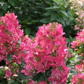 Гортензия метельчатая (Hydrangea paniculata `Magical Flame`)