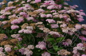 Спирея японская (Spiraea japonica `Green and Gold`)