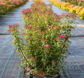 Спирея японская (Spiraea japonica `Neon Flash`)