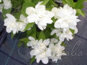 Чубушник венечный (Philadelphus coronarius `Эльбрус`)