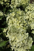 Гортензия метельчатая (Hydrangea paniculata `Degudo`)