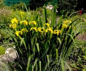 Ирис болотный (Iris pseudacorus)