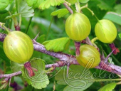 Крыжовник (Ribes grossularia `Белые ночи`)