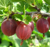 Крыжовник (Ribes grossularia `Краснославянский`)