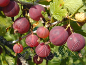 Крыжовник (Ribes grossularia `Красноплодный`)