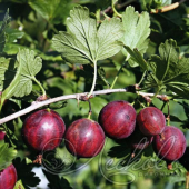 Крыжовник (Ribes grossularia `Колобок`)