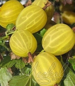 Крыжовник (Ribes grossularia `Русский желтый`)