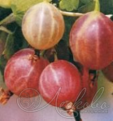 Крыжовник (Ribes grossularia `Салют`)