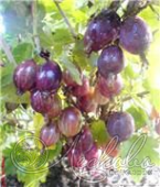 Крыжовник (Ribes grossularia `Сеянец Лефора`)