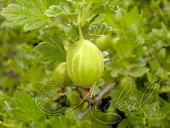 Крыжовник (Ribes grossularia `Юбилейный`)