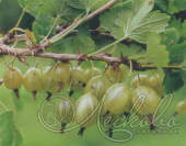 Крыжовник (Ribes grossularia `Финский зеленый`)