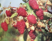 Малина ремонтантная (Rubus idaeus `Журавлик`)