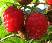Малина сортовая (Rubus idaeus `Метеор`)