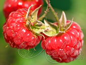Малина сортовая (Rubus idaeus `Ранняя сладкая`)