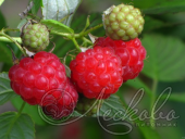 Малина сортовая (Rubus idaeus `Солнышко`)