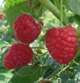 Малина сортовая (Rubus idaeus `Журавлик`)