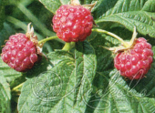 Малина сортовая (Rubus idaeus `Скромница`)
