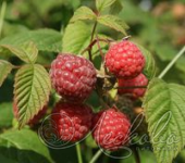 Малина сортовая (Rubus idaeus `Ньюбург`)