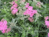 Тысячелистник обыкновенный (Achillea millefolium `Pretty Belinda`)