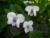 Фиалка мотыльковая (Viola papilionacea)