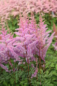 Астильба Арендса (Astilbe x arendsii `Ametyst`)