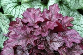 Гейхера (Heuchera `Plum Royal`)