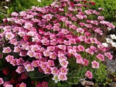 Камнеломка Арендса (Saxifraga arendsii `Carpet Pink`)