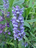 Котовник жилковатый (Nepeta nervosa)