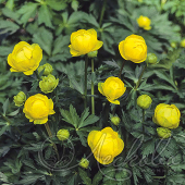 Купальница европейская (Trollius europaeus)