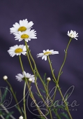 Нивяник наибольший (Leucanthemum maximum `Silver Princess`)