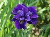 Ирис сибирский (Iris sibirica `Ruffled Plus`)