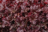 Гейхера гибридная (Heuchera × hybrida `Berry Marmalade`)