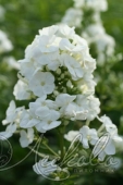 Флокс метельчатый (Phlox paniculata `Rembrandt`)