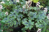 Тиарелла сердцелистная (Tiarella cordifolia `Happy Trails`)